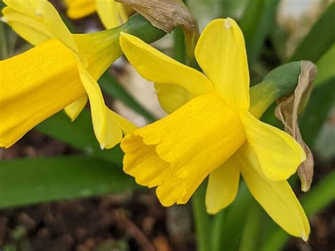 水仙 意味|水仙（スイセン）とは？花言葉や育て方、季節、種類、香り、神。